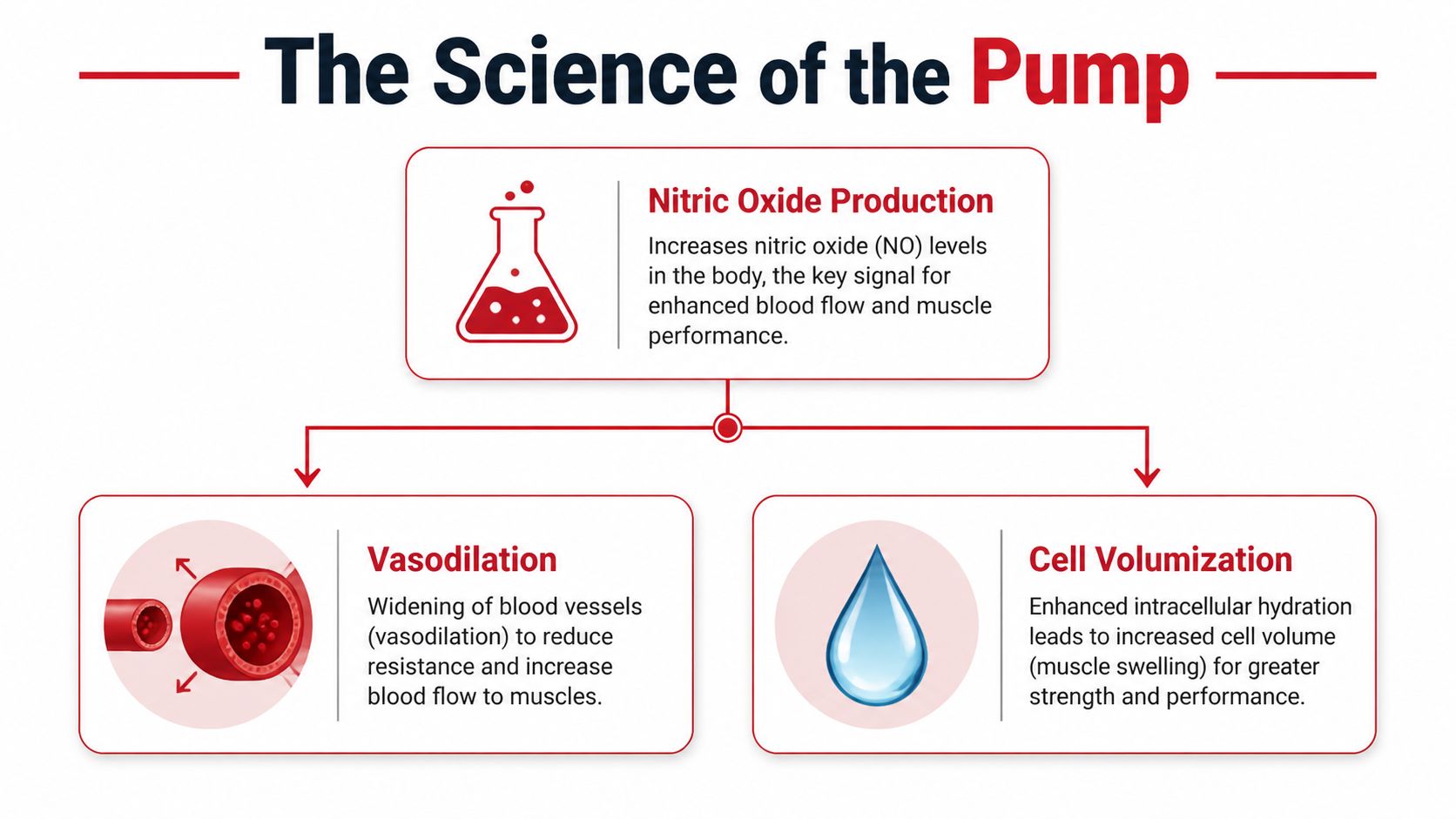 An infographic titled The Science of the Pump, explaining how nitric oxide leads to vasodilation and cell volumization.