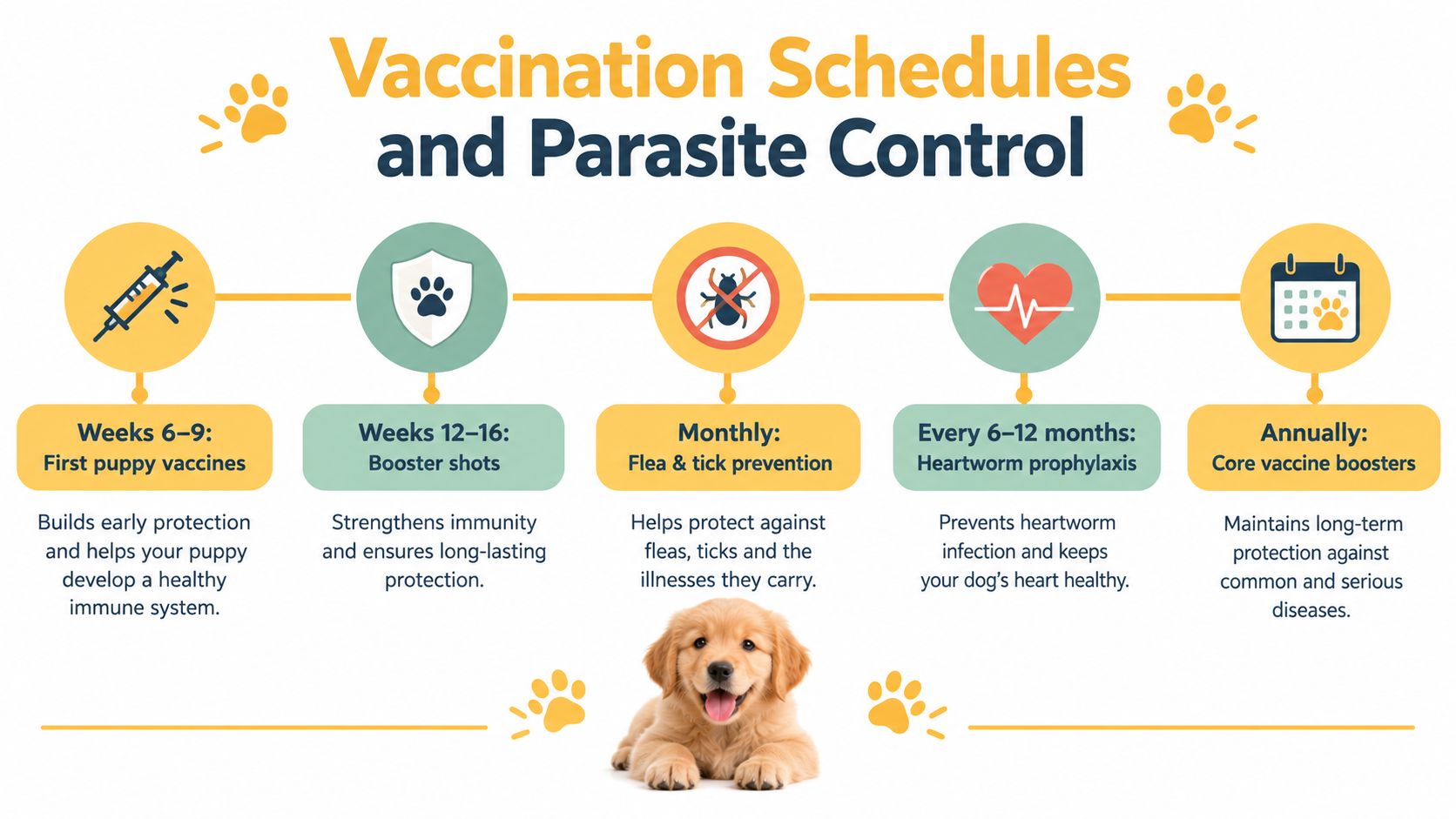 An infographic detailing a puppy vaccination and parasite control schedule, from early puppy shots to annual boosters.