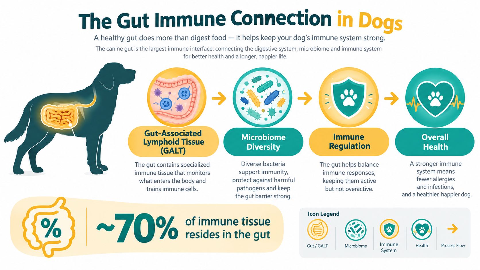 An infographic illustrating the connection between a dog's gut health, microbiome, and immune system regulation.