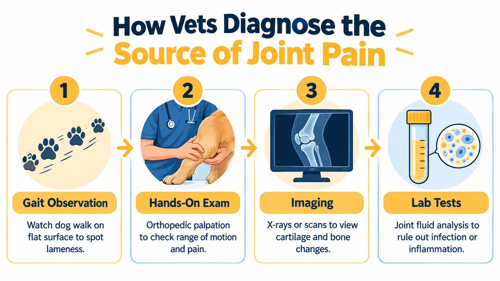 A step-by-step infographic showing how veterinarians diagnose joint pain in dogs through four diagnostic procedures.