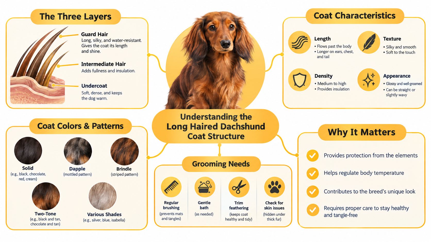 An infographic detailing the coat structure, grooming requirements, and characteristics of long haired dachshunds for pet owners.