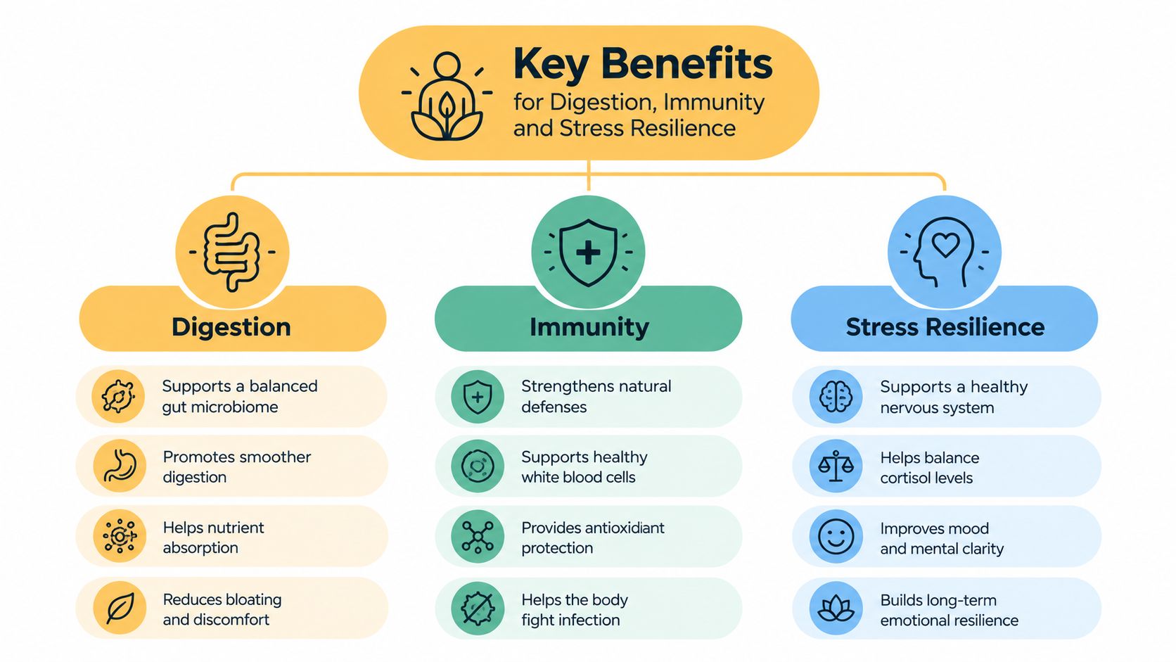 An infographic showing the health benefits of probiotics for digestion, immunity, and stress resilience in the body.