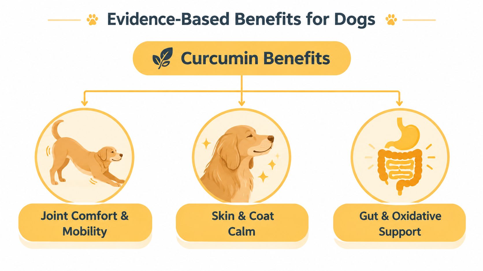 An infographic illustrating three key evidence-based health benefits of curcumin for dogs, including mobility, skin, and digestion.