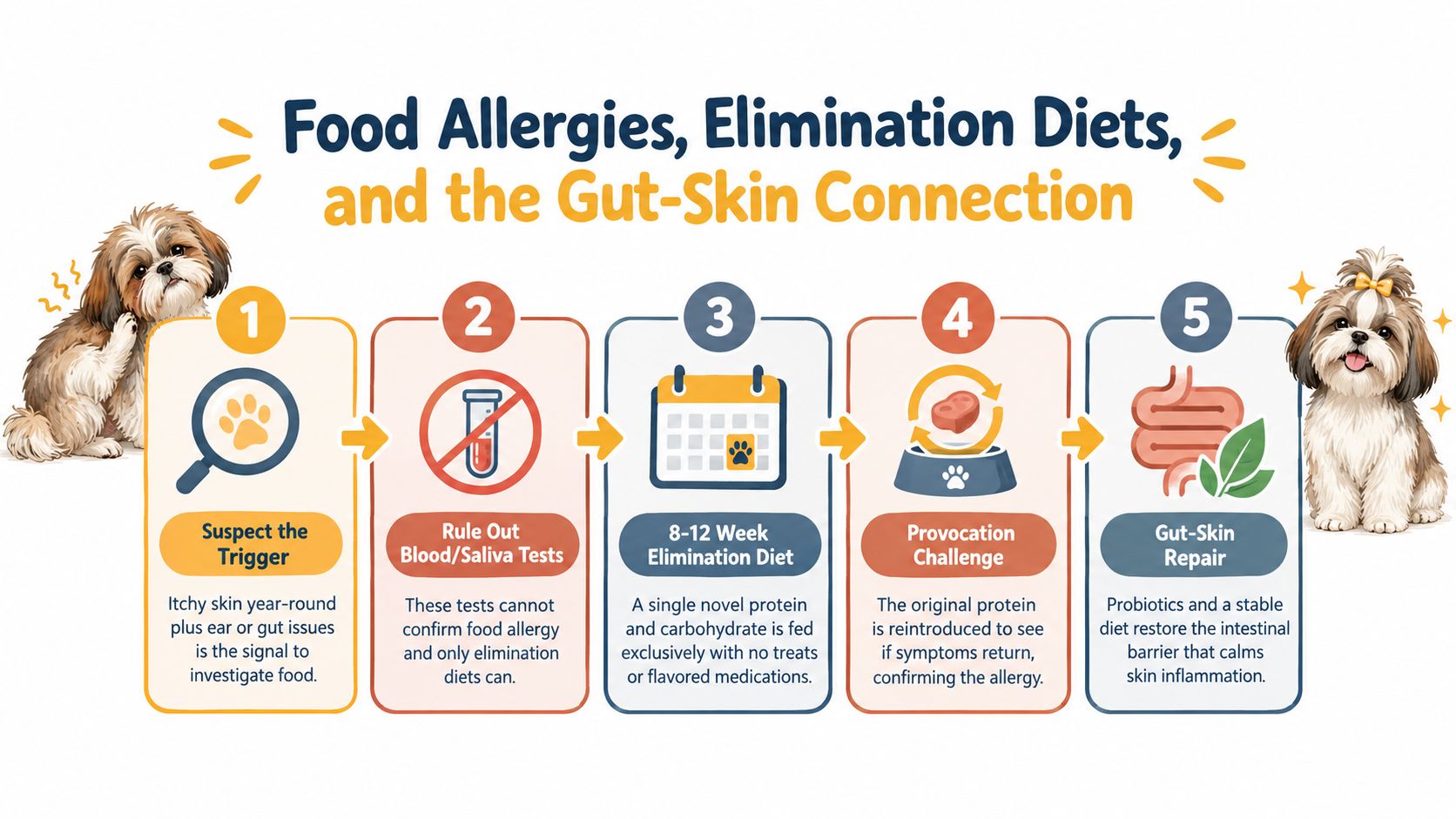 A five-step infographic showing how to manage food allergies in Shih Tzu dogs through elimination diets.