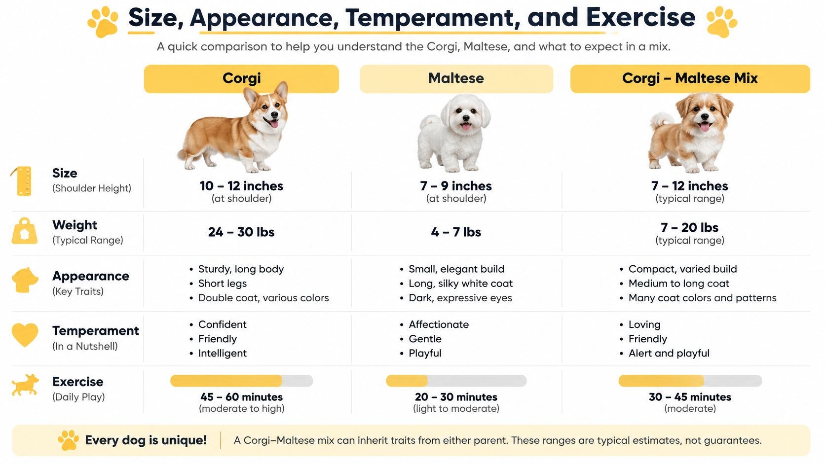 A comparison chart detailing size, weight, appearance, temperament, and exercise needs for Corgis, Maltese, and their mix.