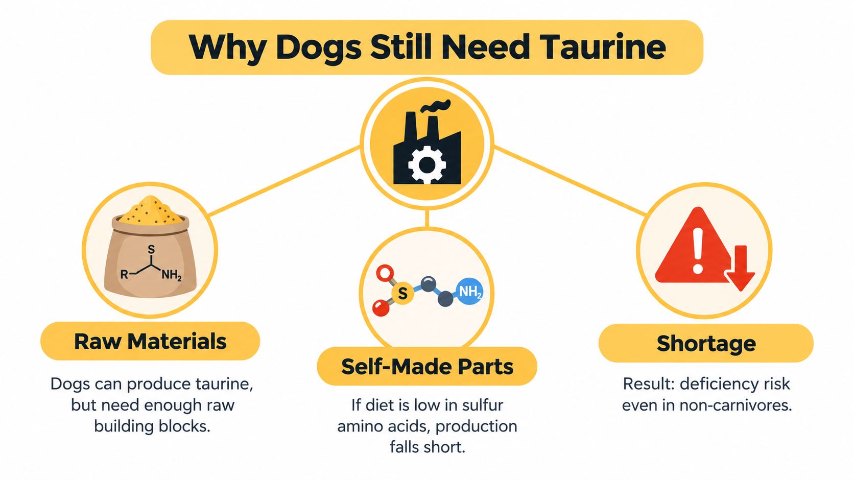 An infographic explaining why dogs need taurine, showing the production process and the risk of deficiency.