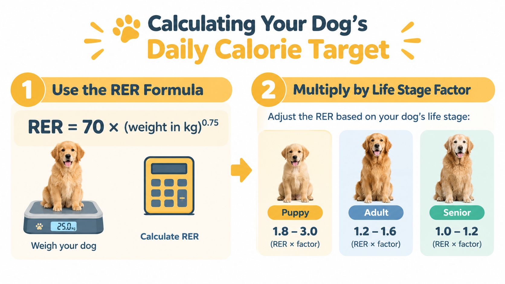 An infographic showing the two steps to calculate a dog's daily calorie needs using RER and life stages.