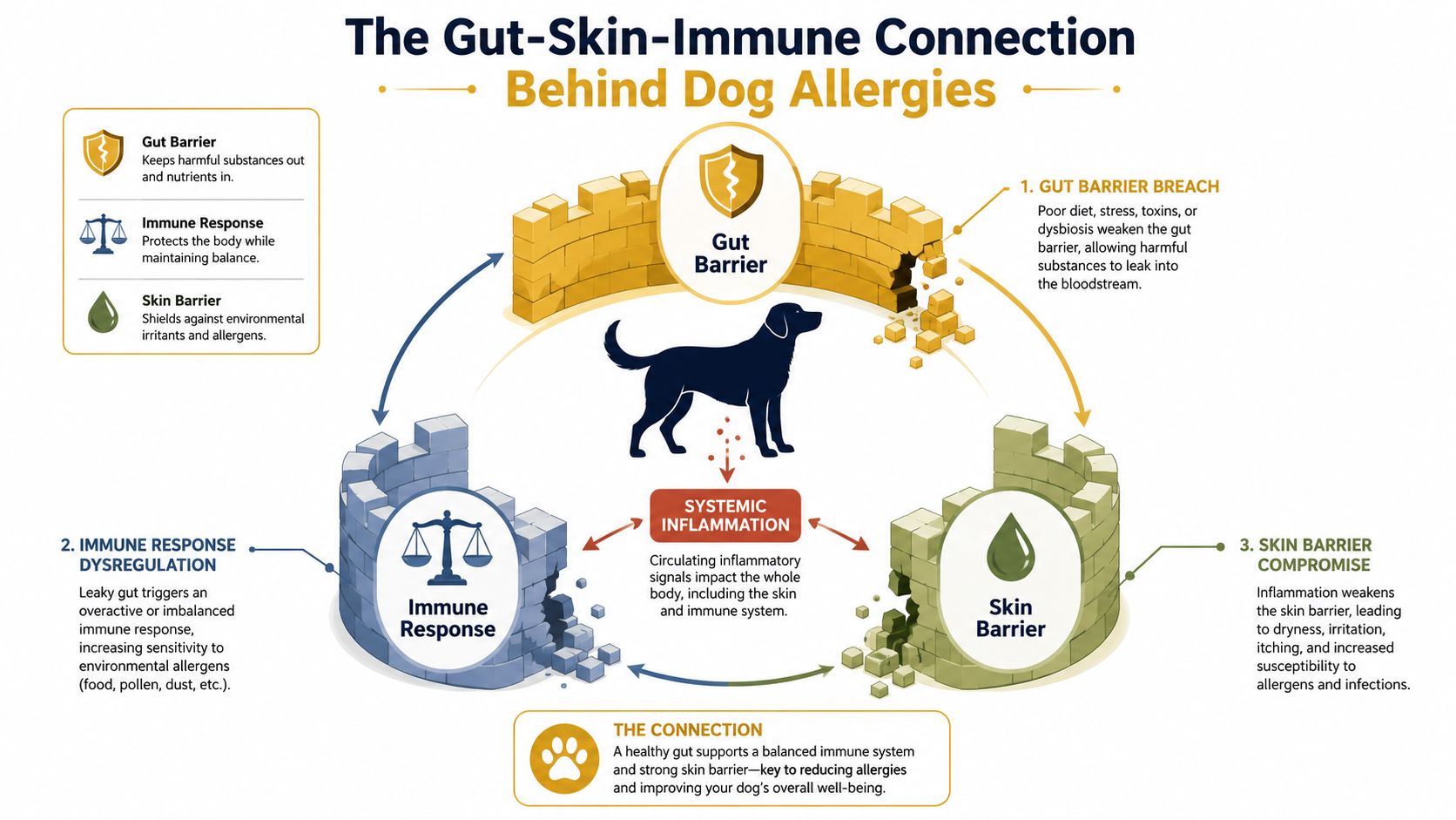 An infographic showing the cycle of how gut health affects dog skin allergies and immune responses.