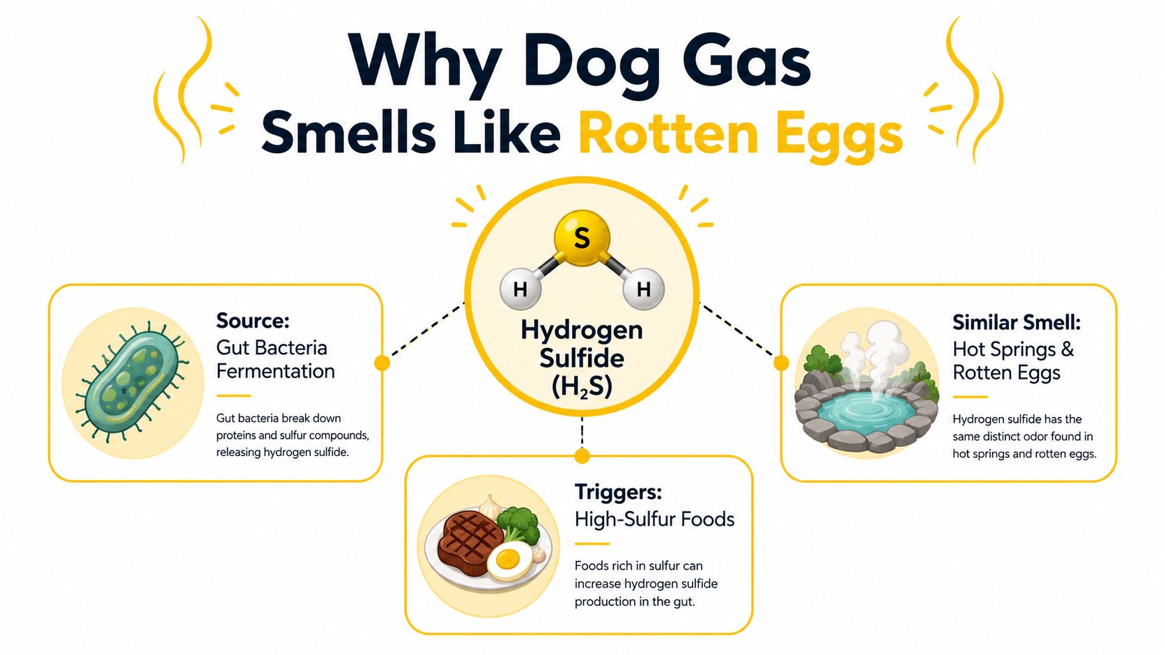 An infographic explaining why dog gas smells like rotten eggs due to hydrogen sulfide production in the gut.