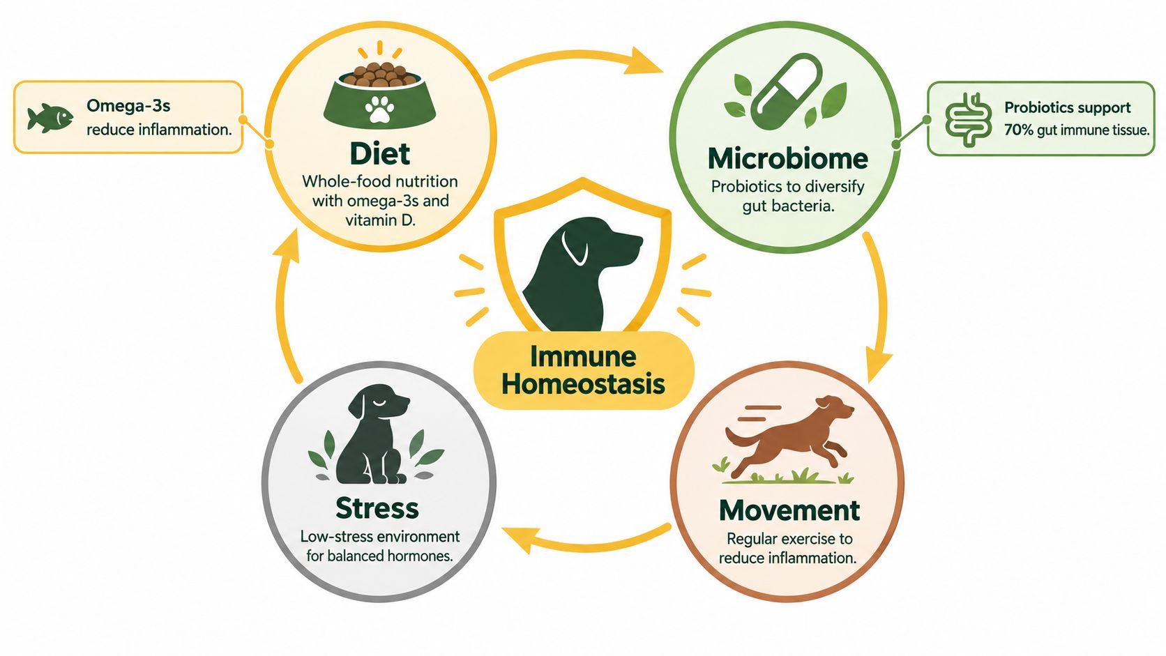 A circular diagram illustrating how diet, microbiome, movement, and low stress contribute to a dog's immune homeostasis.