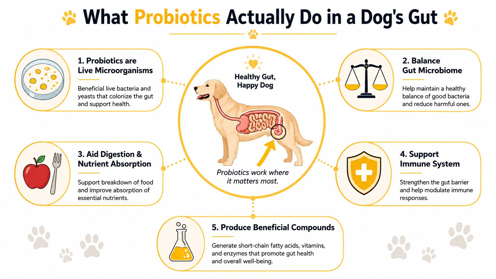 An infographic showing five key health benefits of giving probiotics to dogs for gut health.