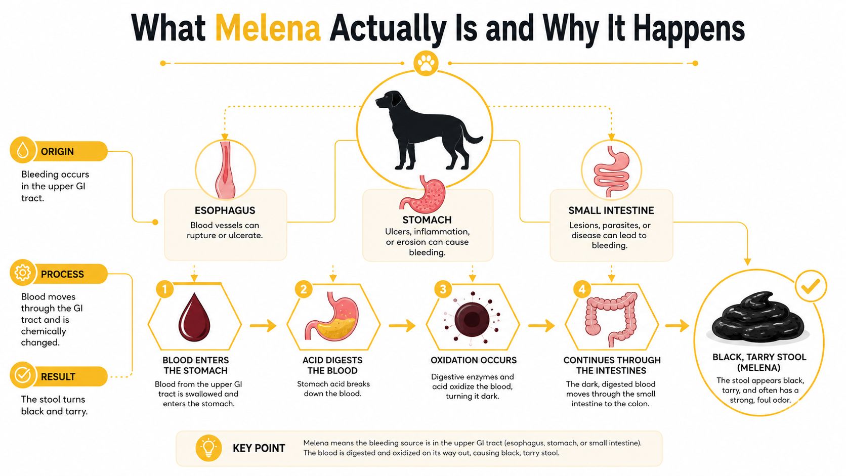 An infographic explaining how upper GI tract bleeding in dogs causes black, tarry, foul-smelling stools called melena.