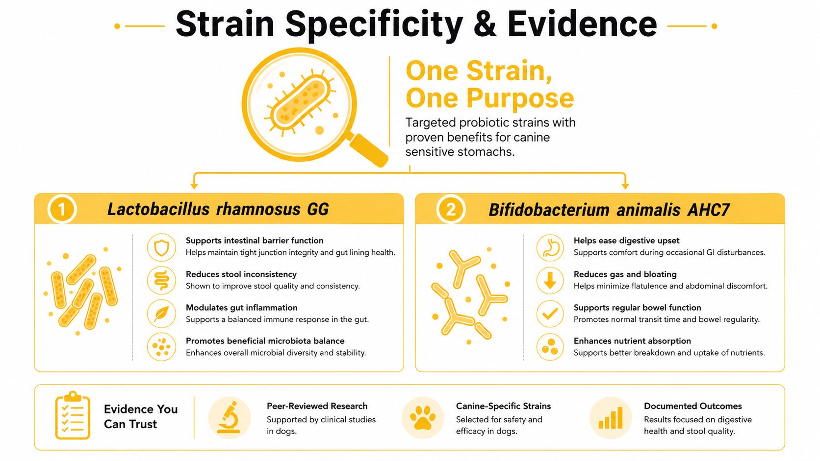 An infographic detailing two probiotic strains for canine sensitive stomachs and the scientific evidence supporting them.