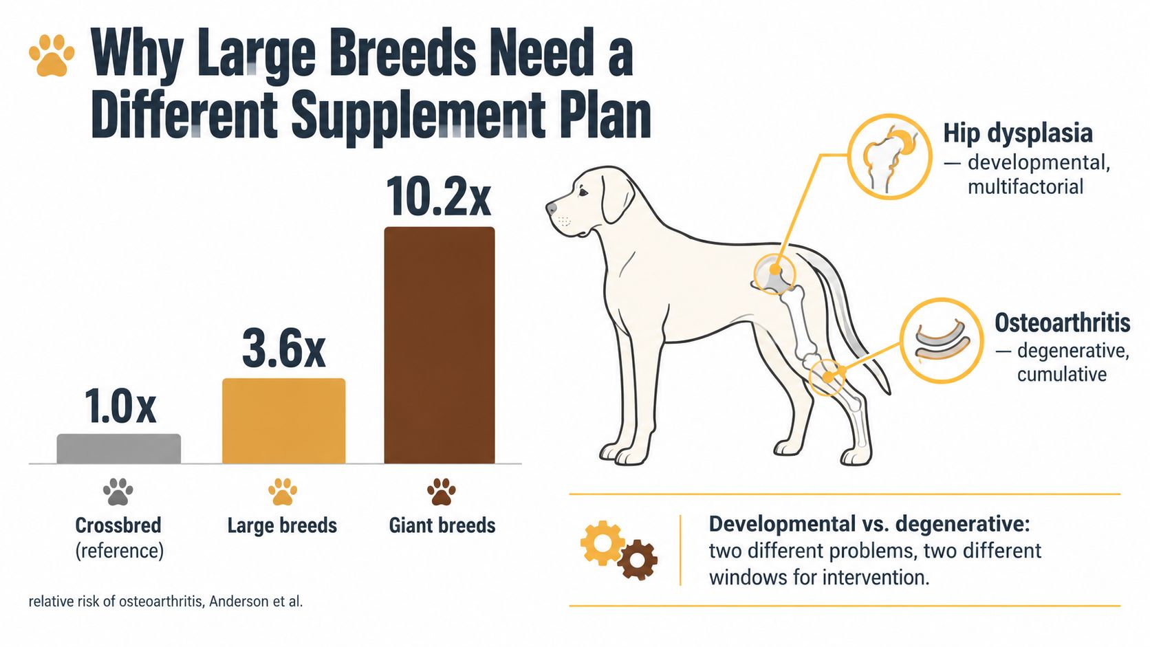 A chart comparing the relative risk of osteoarthritis in crossbred, large, and giant breed dogs.