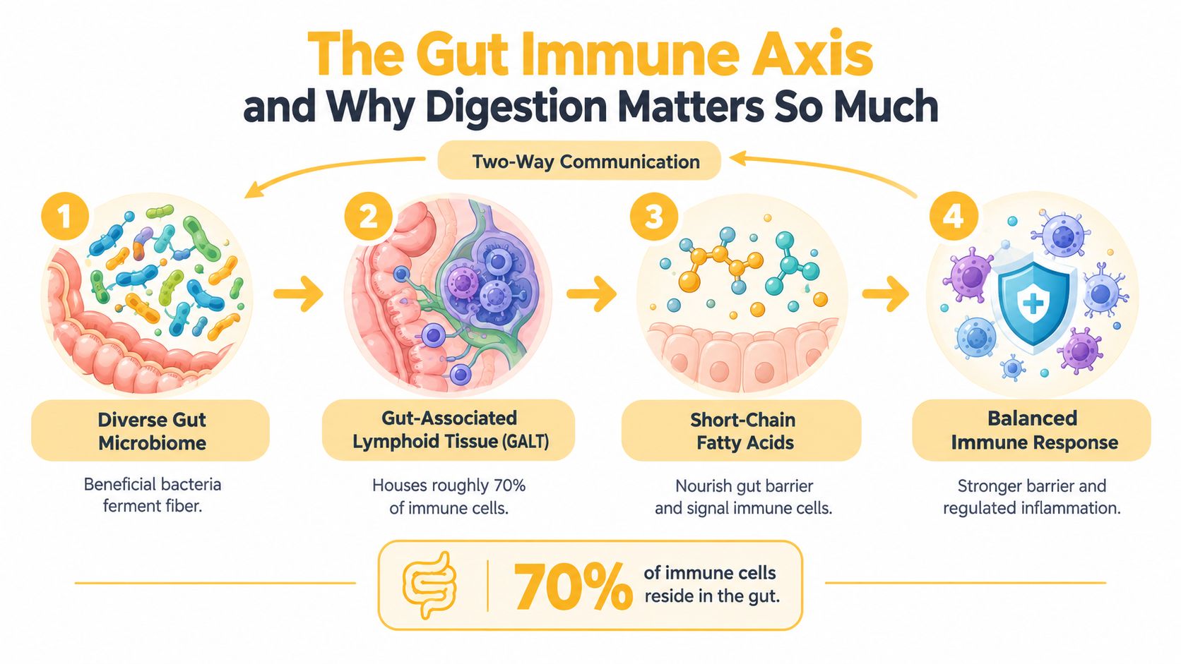 An infographic illustrating the four stages of the gut immune axis and its impact on overall immunity.