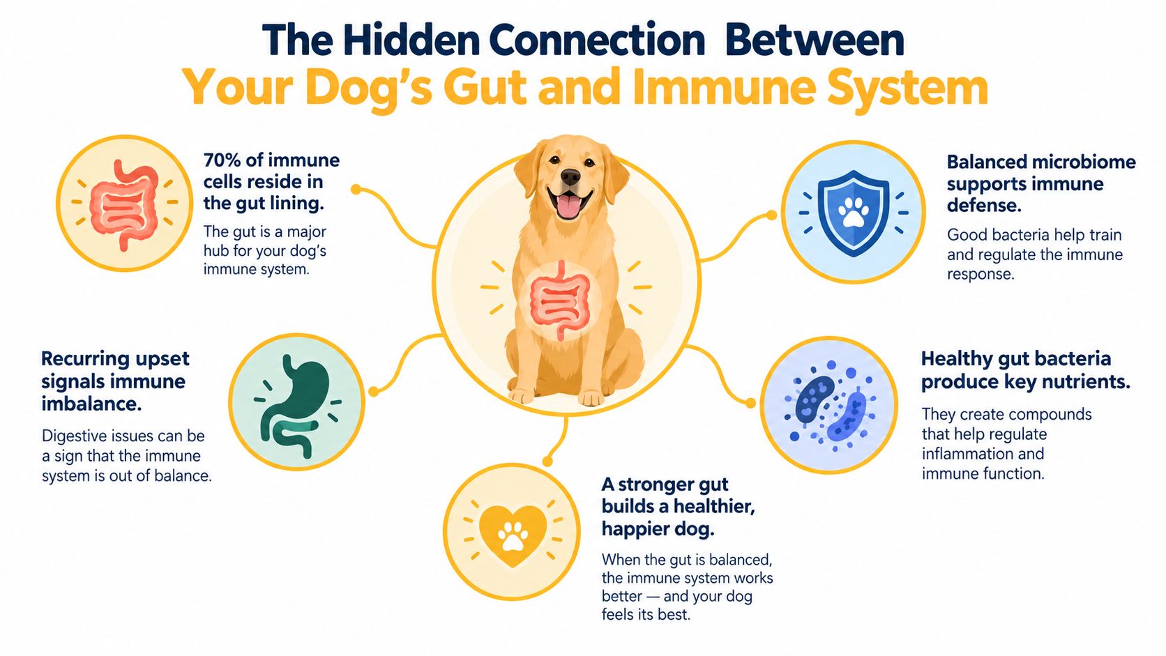 An infographic showing the connection between a dog's gut health and its immune system function.