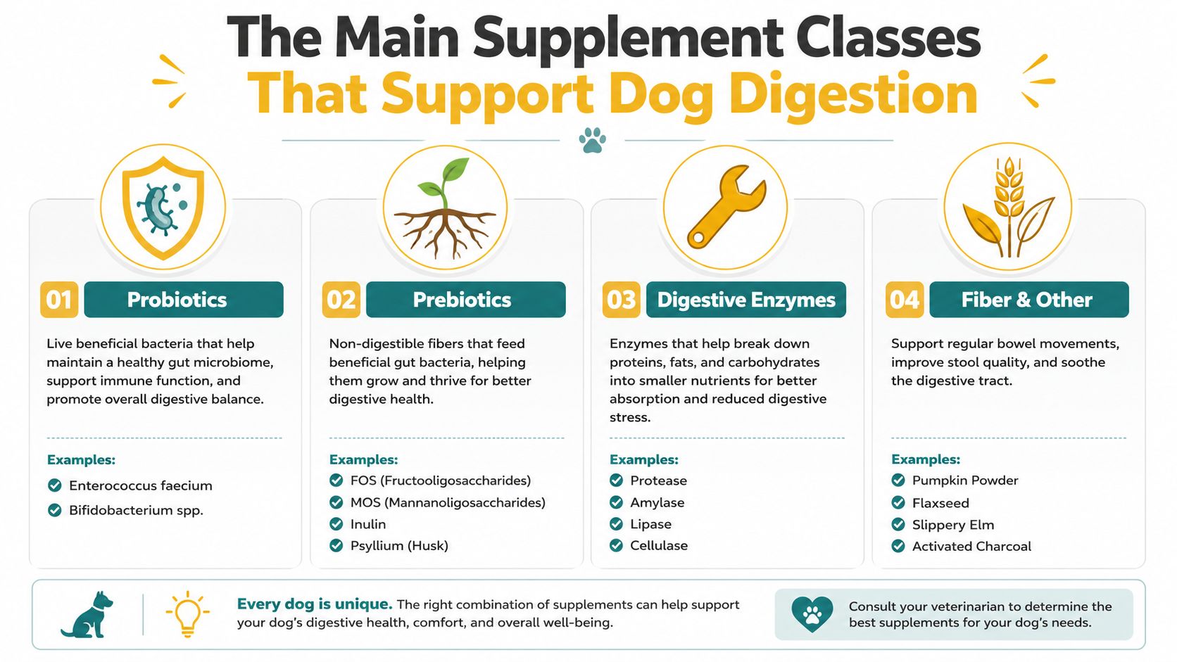 An educational infographic outlining the four main classes of supplements that support digestive health in dogs.