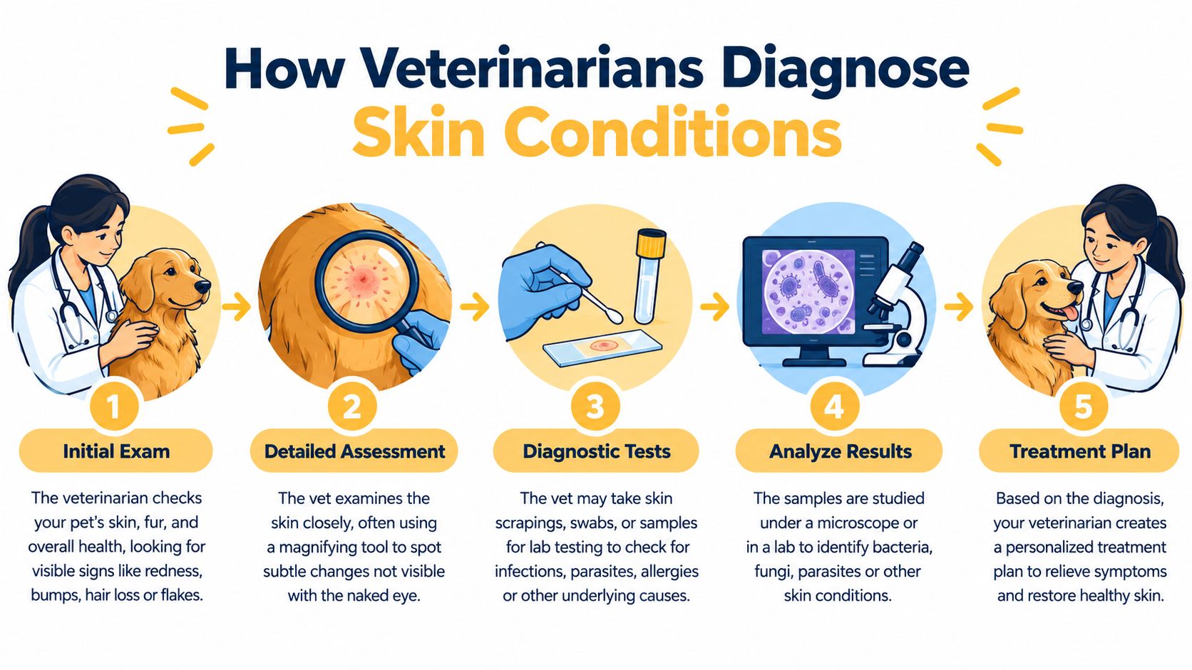 An infographic illustrating the five-step process veterinarians use to diagnose skin conditions in dogs.