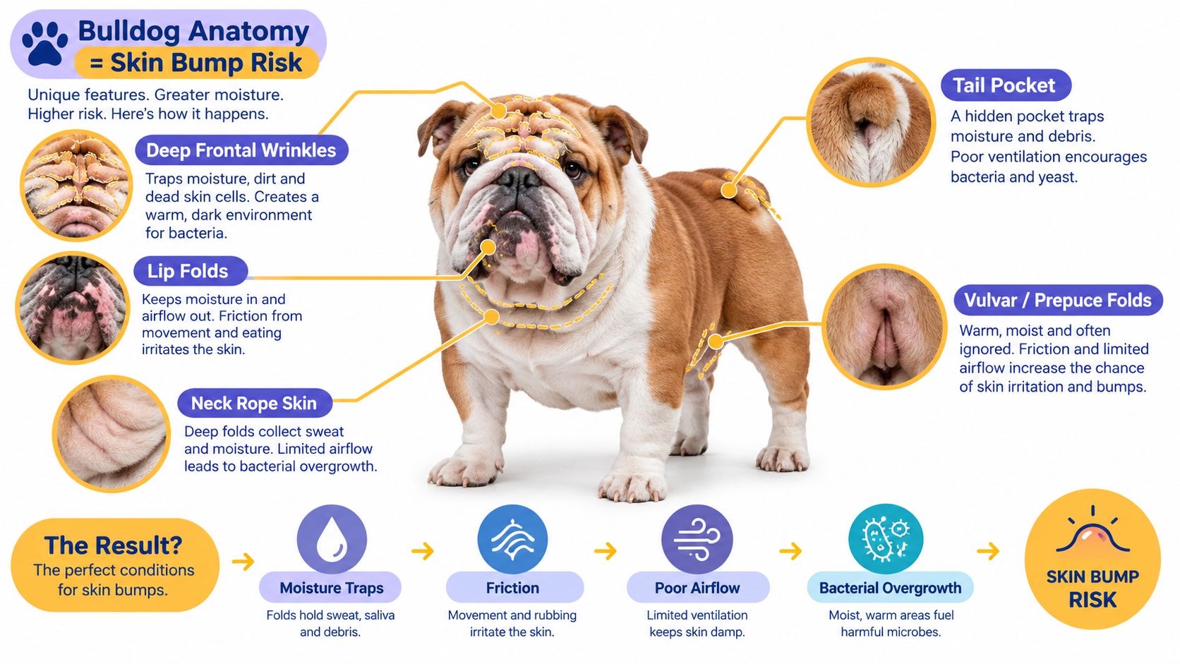 An infographic detailing how English Bulldog skin folds create health risks like bacterial growth and skin bumps.