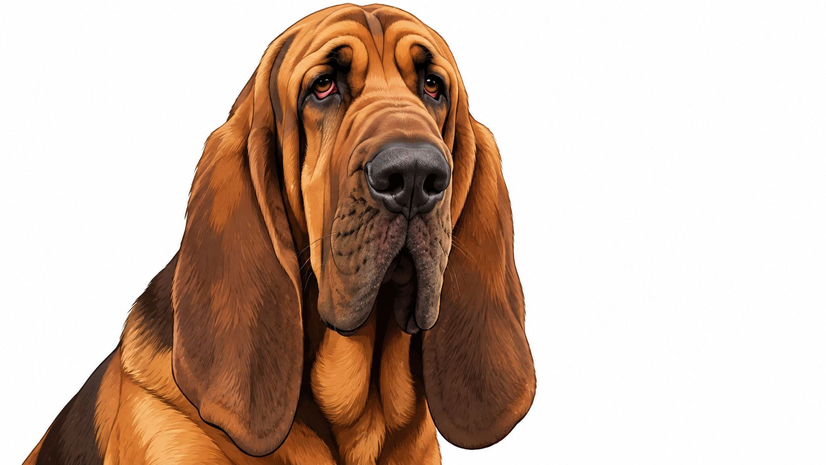 A detailed illustration of a bloodhound dog with distinctive long, floppy ears and a wrinkled face