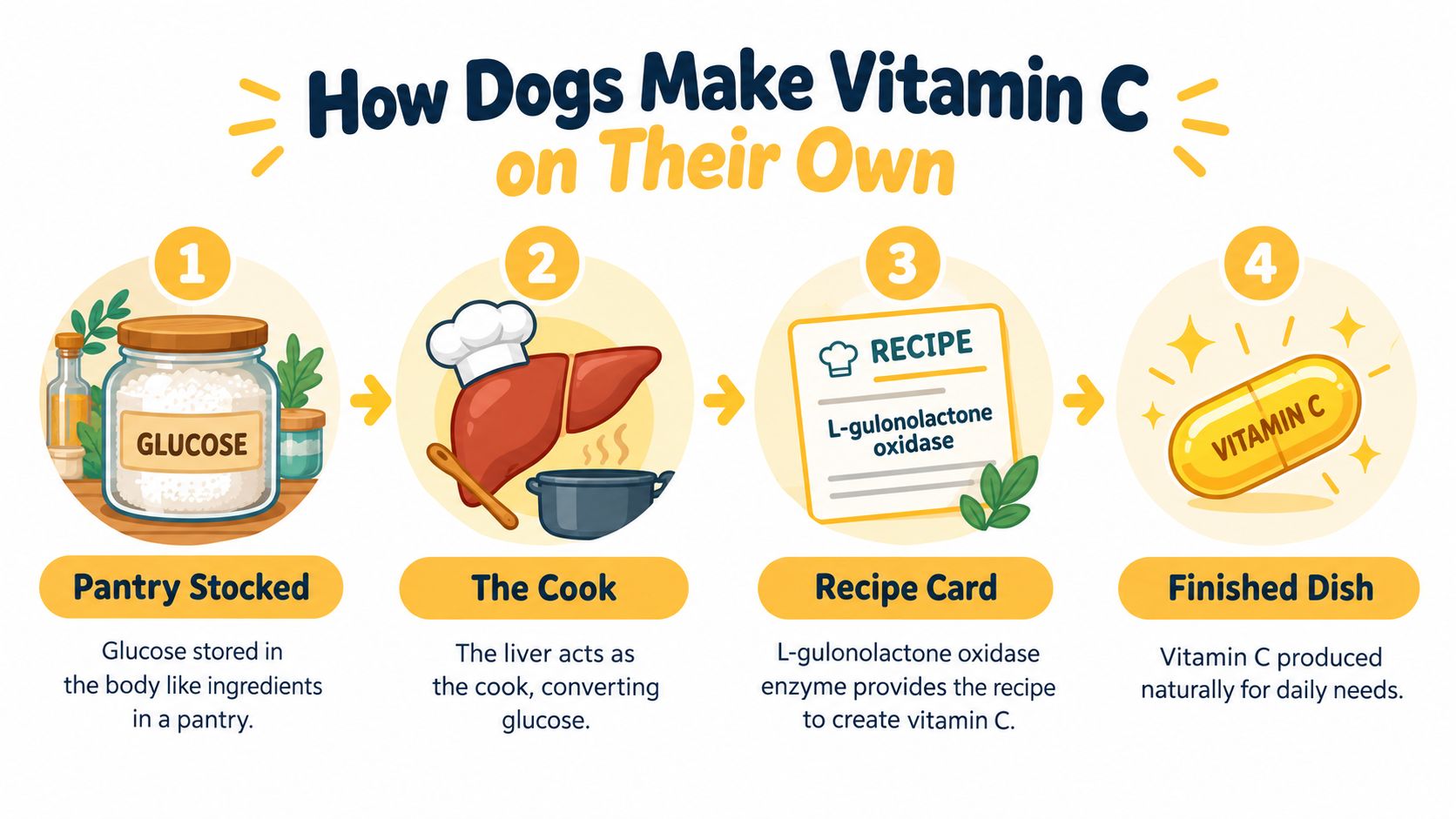 An infographic showing the four-step biological process of how dogs synthesize Vitamin C in their liver.