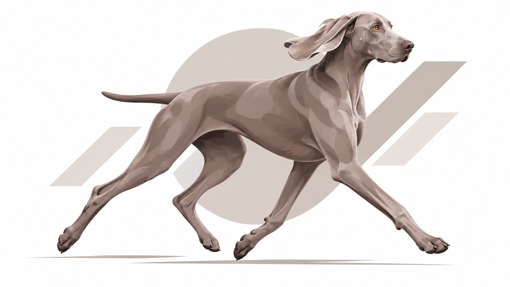 A sleek Weimaraner dog with floppy ears running in a dynamic pose against an abstract background.
