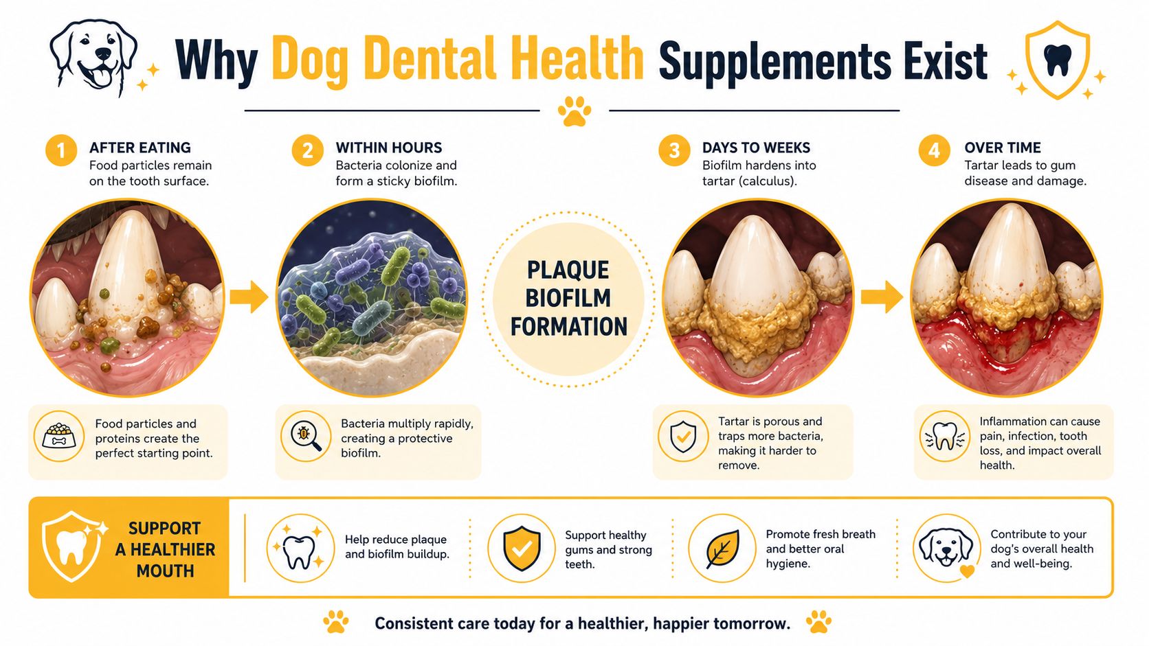 An infographic showing the four stages of plaque and tartar formation on a dog's teeth.