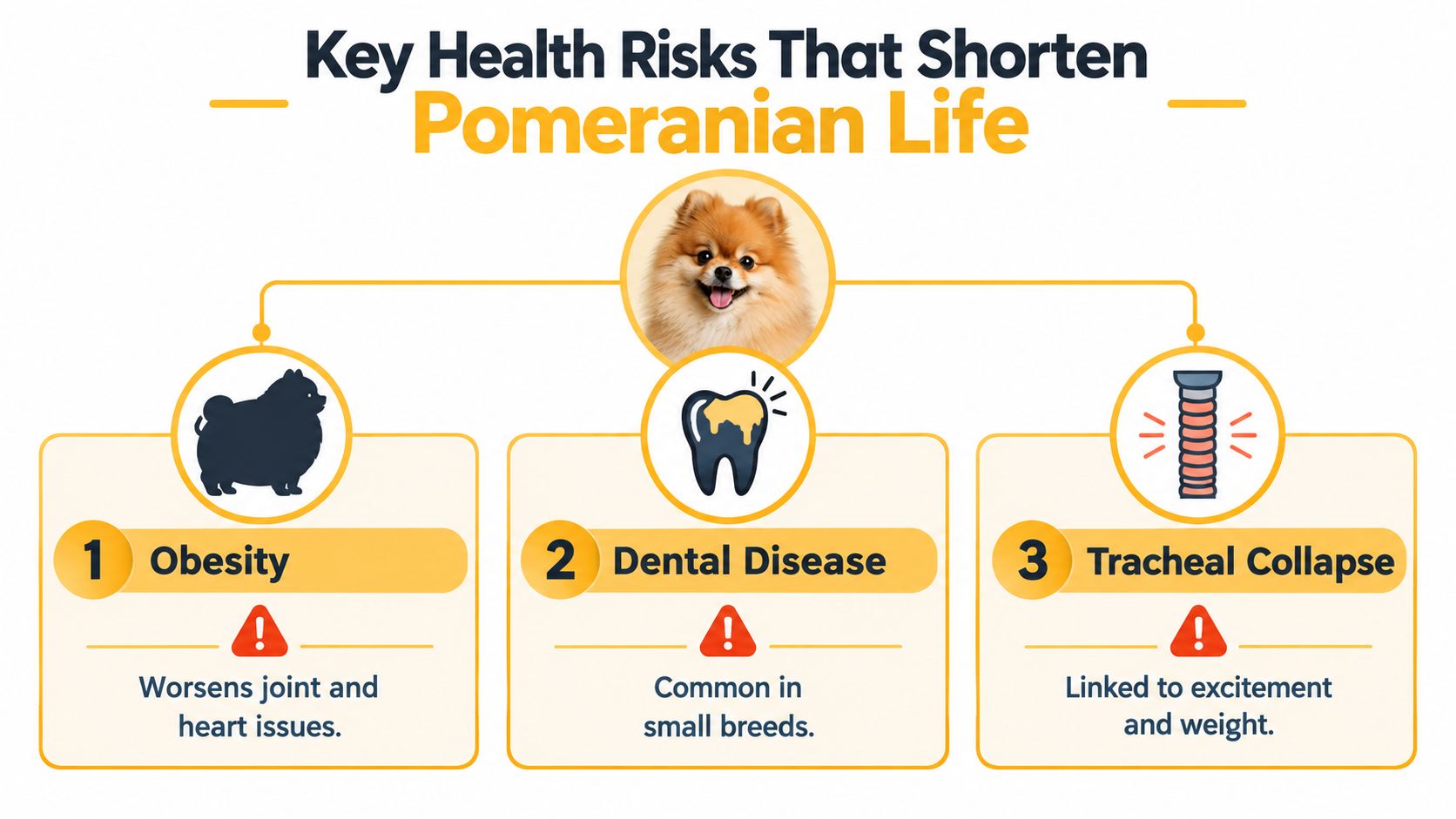 An infographic detailing three key health risks that affect the lifespan of Pomeranian dogs.