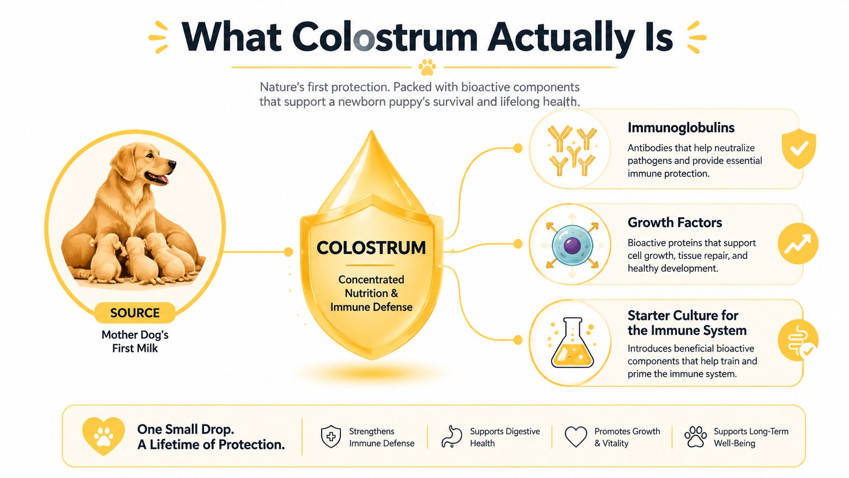 An infographic explaining the benefits of colostrum for puppies, highlighting immune defense and growth factors.