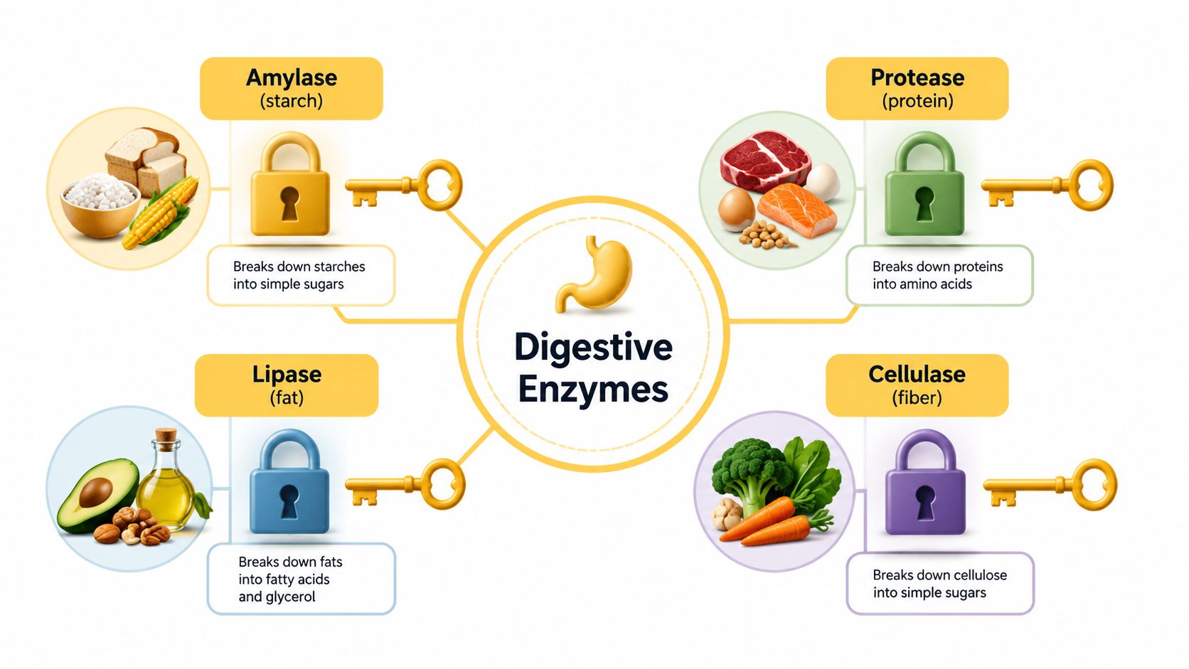 An infographic illustrating four key digestive enzymes including amylase, protease, lipase, and cellulase with their respective functions.