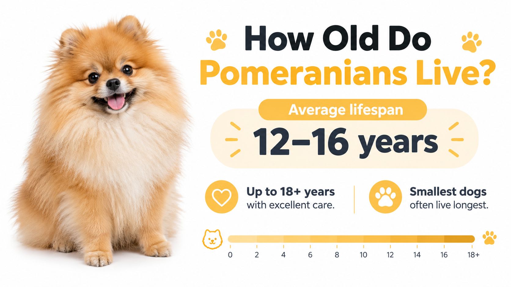 An infographic showing that the average lifespan of a Pomeranian dog is between 12 and 16 years.