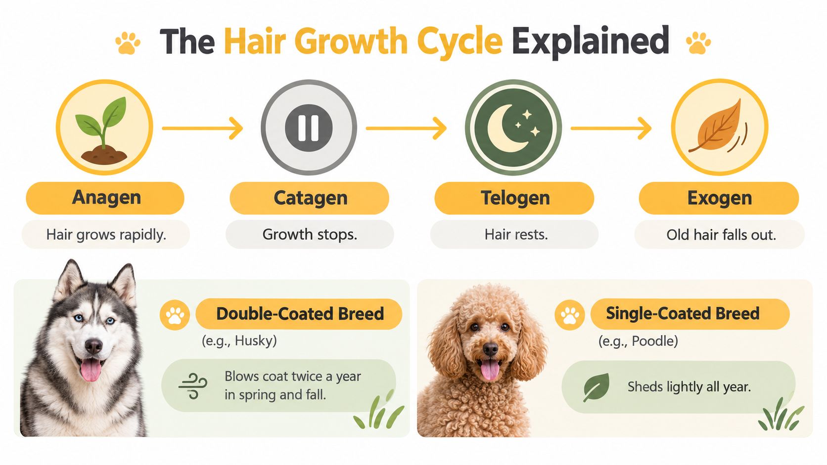 An infographic detailing the hair growth cycle stages in dogs and comparing double and single-coated breeds.