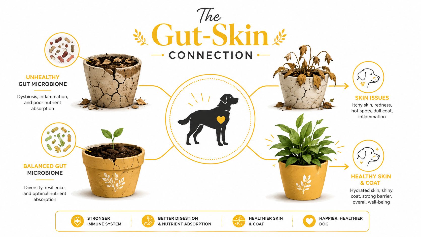 An infographic illustrating the connection between a dog's gut microbiome health and its skin and coat condition.