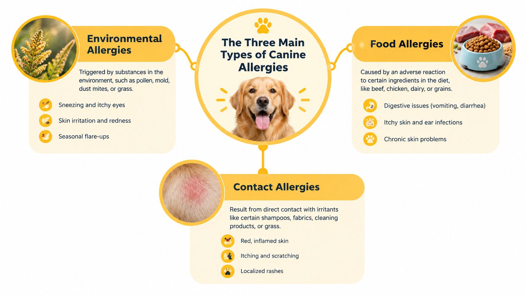An infographic showing the three main types of canine allergies including environmental, food, and contact allergies.