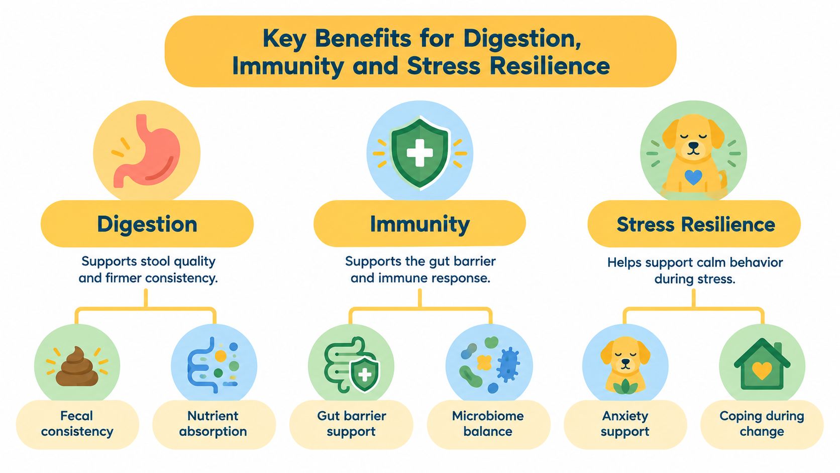 An infographic illustrating key benefits of pet supplements for digestion, immunity, and stress resilience in dogs.