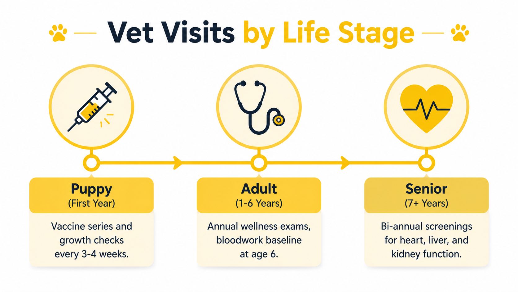 A visual guide outlining recommended vet visit schedules for dogs across puppy, adult, and senior life stages.