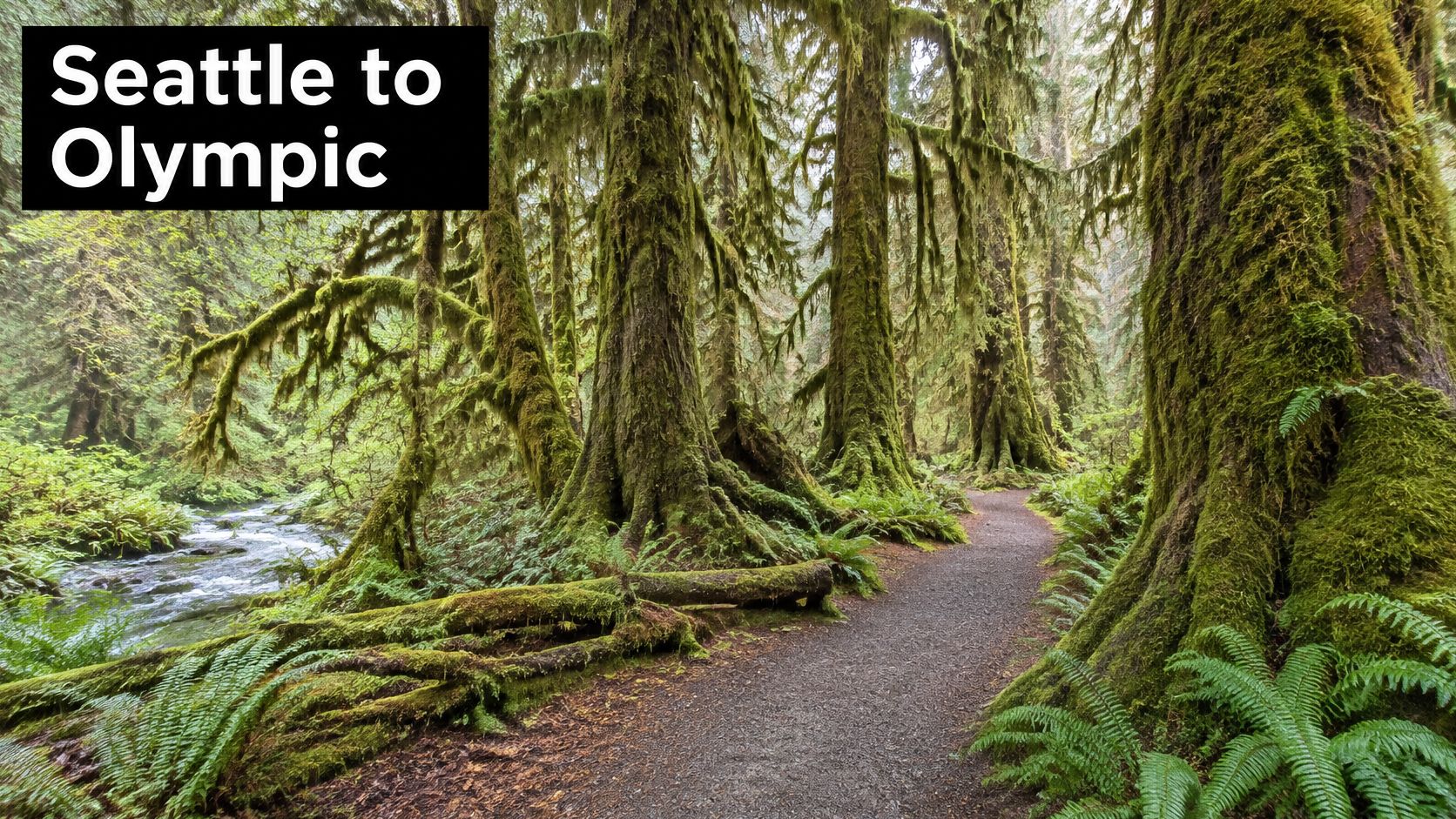 A scenic dirt hiking trail through a lush, green mossy temperate rainforest in Olympic National Park.