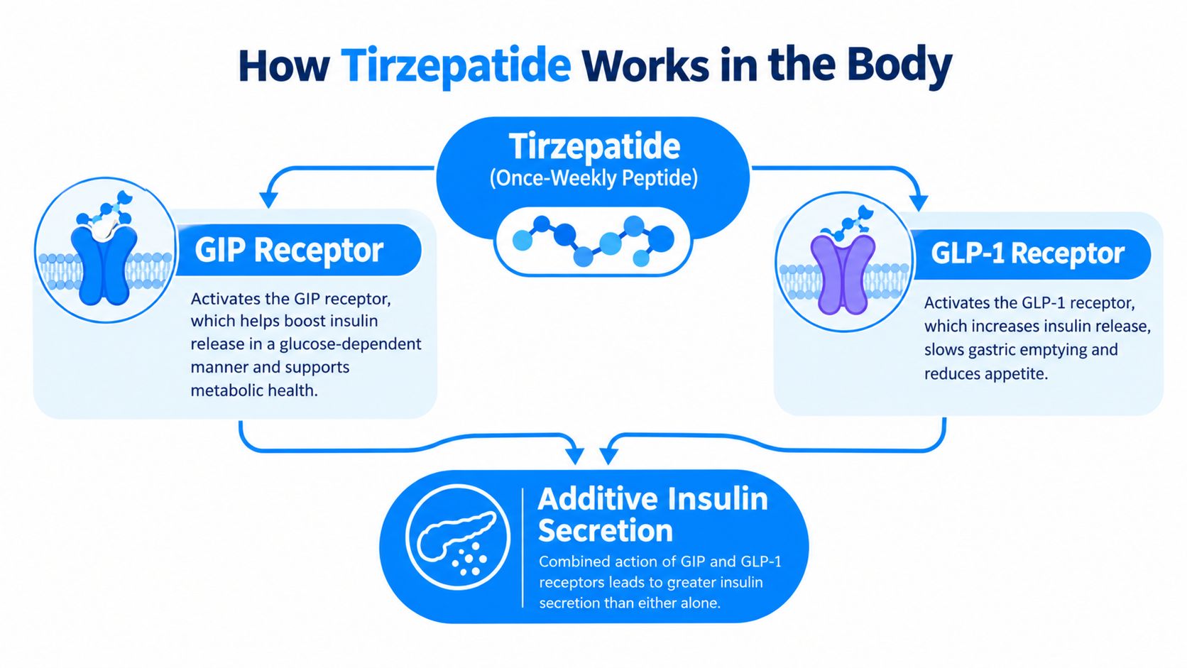 A diagram illustrating how Tirzepatide activates GIP and GLP-1 receptors to increase insulin secretion in the body.