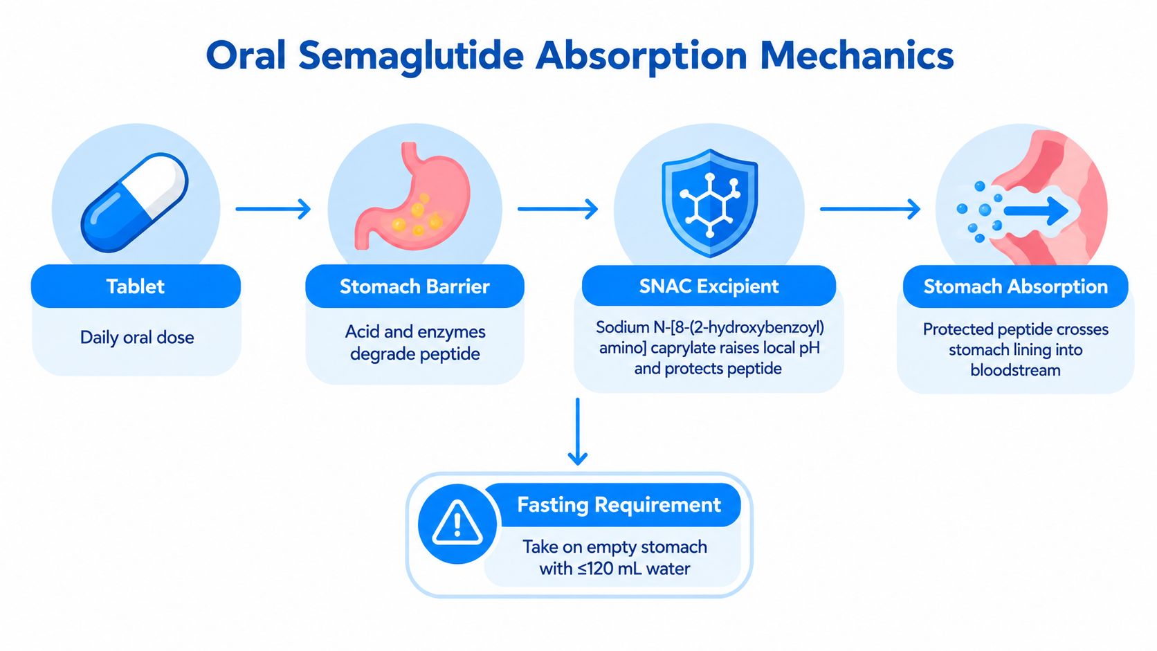 A diagram illustrating the oral absorption mechanics of semaglutide tablets, showing the protection process and fasting requirements.