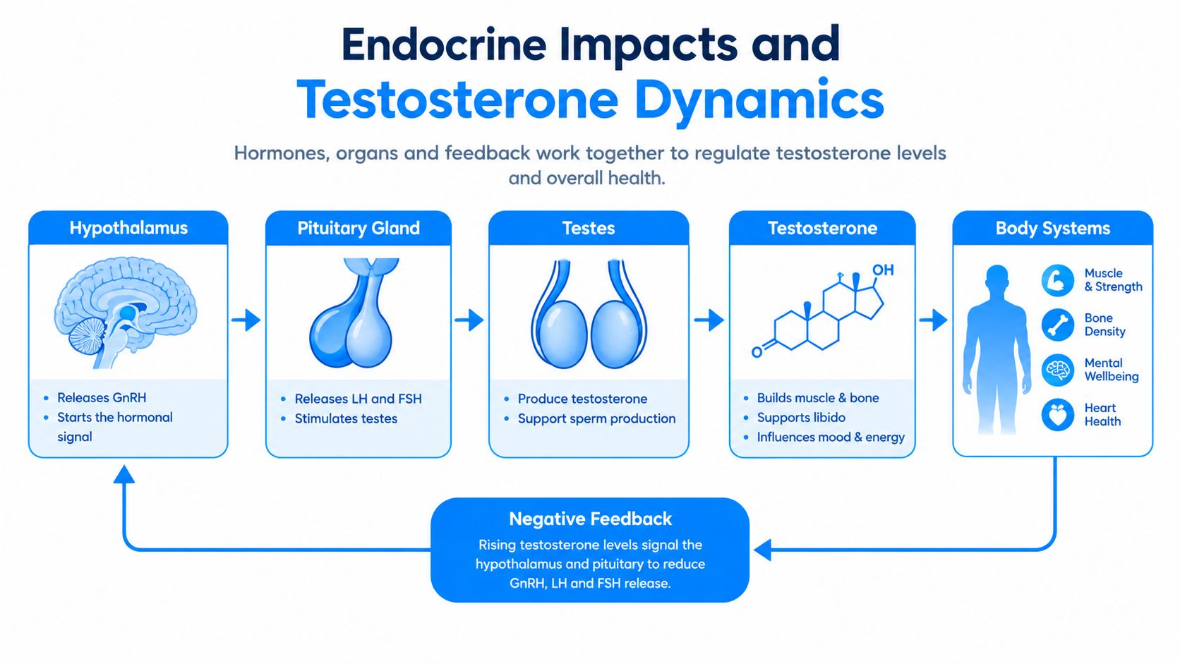 A diagram illustrating the HPG axis, showing how the hypothalamus, pituitary gland, and testes regulate testosterone.