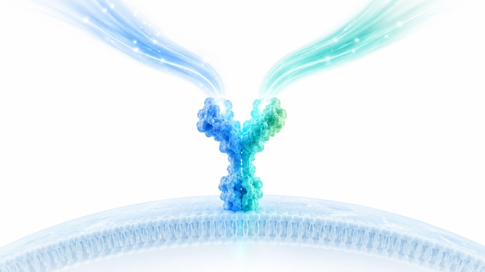 A 3D scientific rendering of a Y-shaped protein antibody interacting with a human cell membrane surface.
