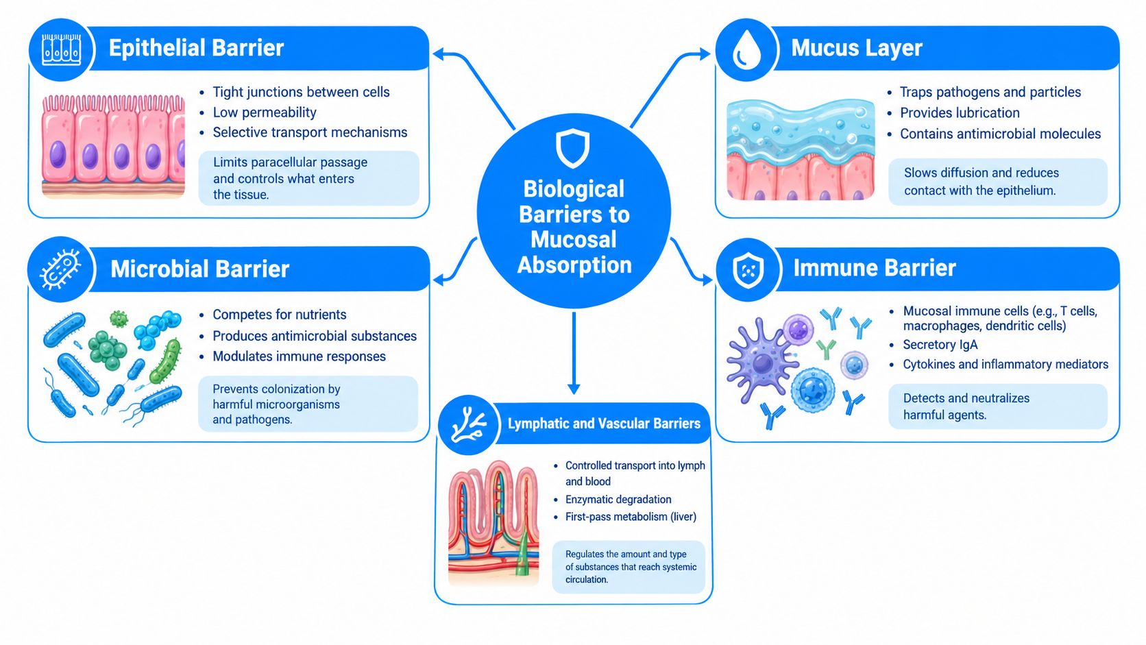 An educational infographic showing the five main biological barriers to mucosal drug absorption in the human body.