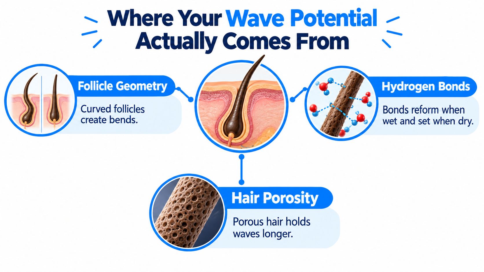 A diagram explaining factors contributing to hair wave potential including follicle geometry, hydrogen bonds, and hair porosity.