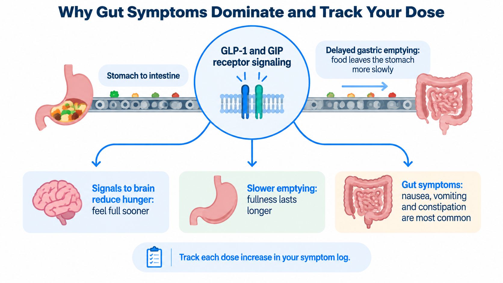 A diagram illustrating how GLP-1 and GIP weight loss medications cause delayed gastric emptying and common gut symptoms.