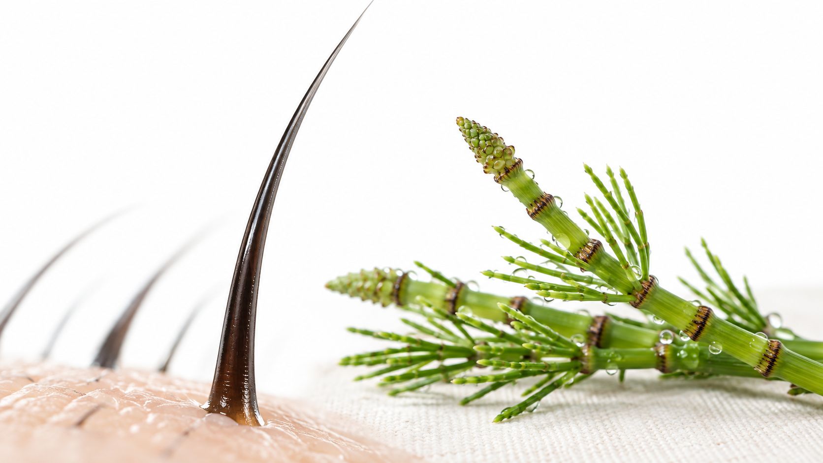 A close up view of a single hair strand on skin next to a horsetail plant