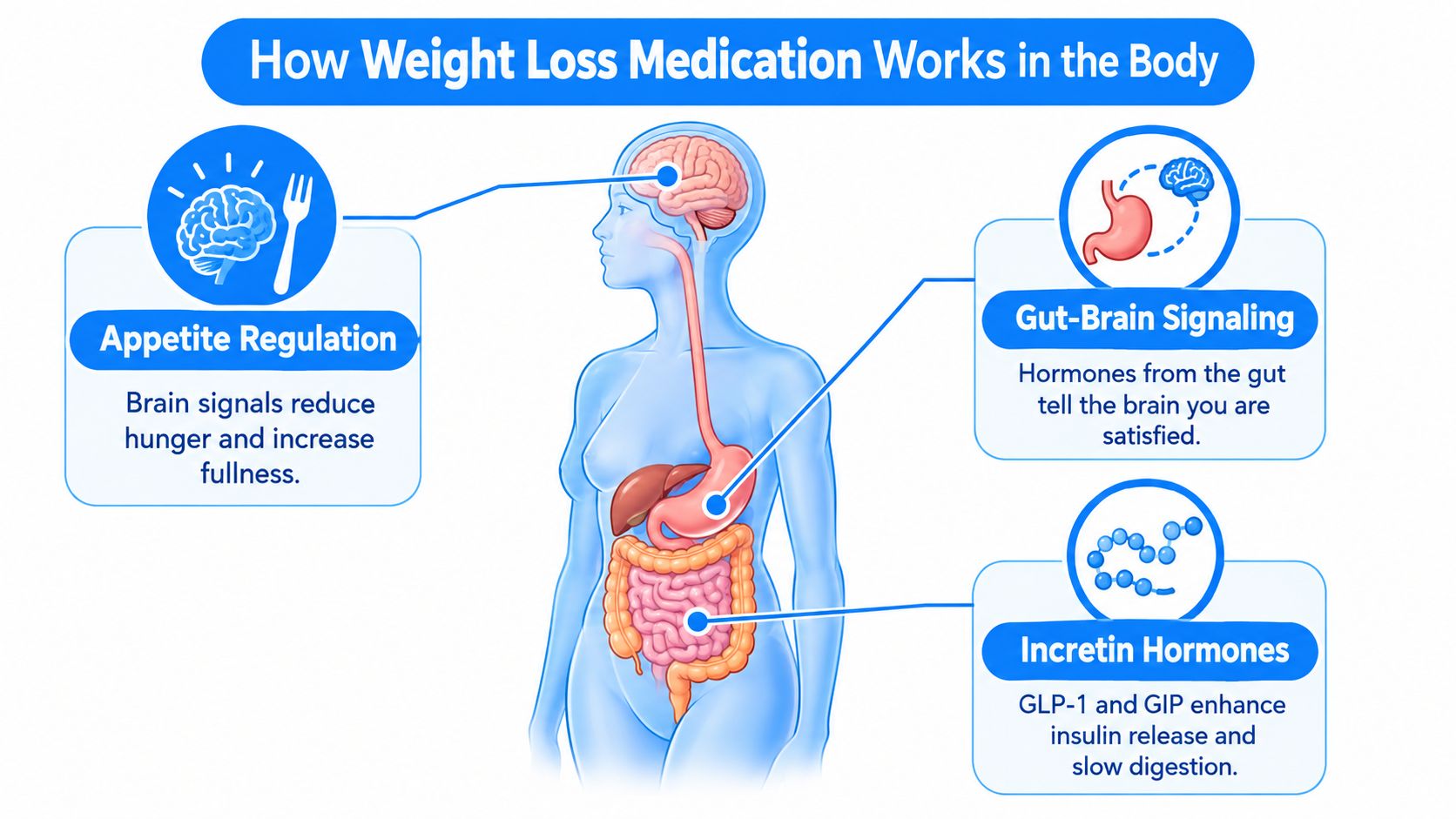A diagram illustrating how weight loss medication affects appetite regulation, gut-brain signaling, and incretin hormones in the human body.