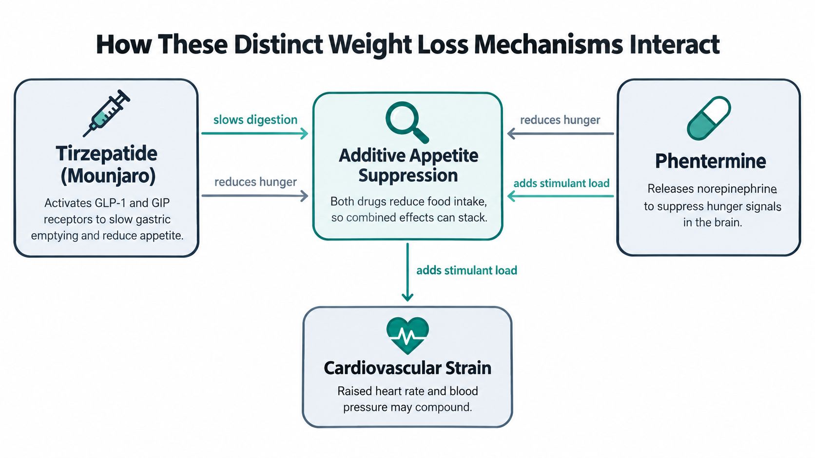 An infographic showing how weight loss medications Tirzepatide and Phentermine interact to cause appetite suppression and cardiovascular strain.