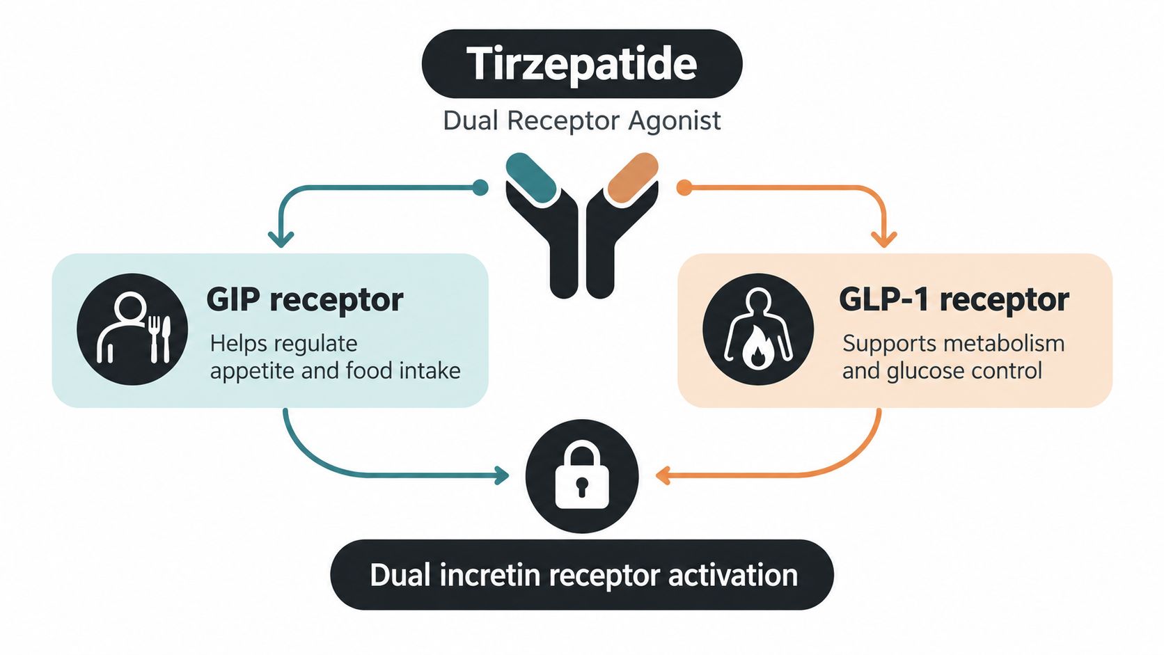 A diagram illustrating Tirzepatide as a dual receptor agonist for both GIP and GLP-1 receptors.
