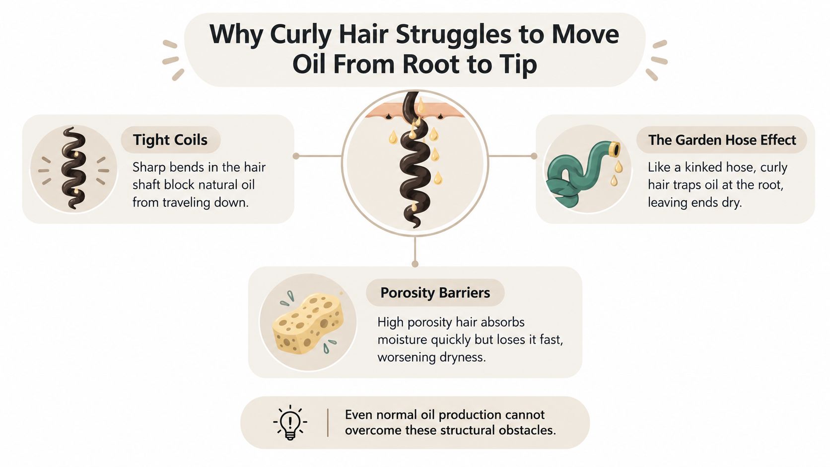 An infographic explaining why curly hair struggles to move natural oils from the root to the tip.