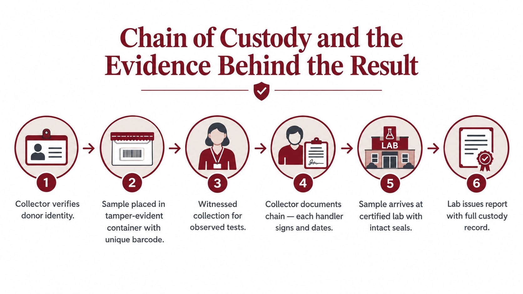 A six-step infographic illustrating the chain of custody process for forensic drug testing procedures.
